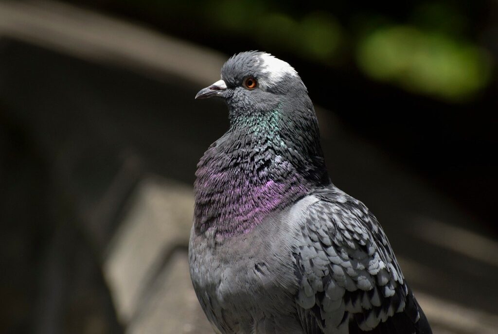 鳥害